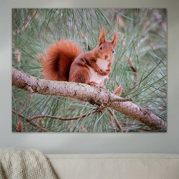 Red squirrel looks down curiously