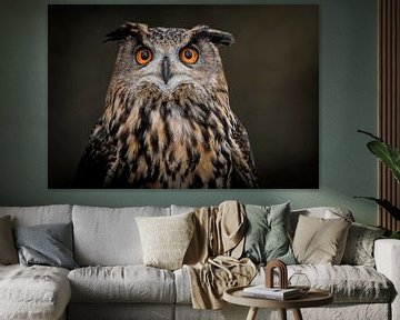 Portrait of beautiful Owl