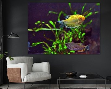 gele aquariumvissen