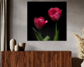 Tulips against a dark background by Misty Melodies