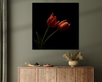 Orange tulips against a dark background