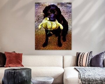 Zwarte Labrador met favoriet speeltje van Dorothy Berry-Lound