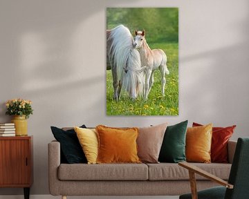 Haflinger Foal beside its Mom by Katho Menden