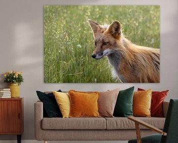 Fuchs im Gras Druck | Füchse Porträt