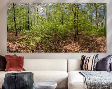 Panorama Beukenbos in het voorjaar van Christoph Hermann