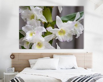 Orchidée blanche musquée dendrobium