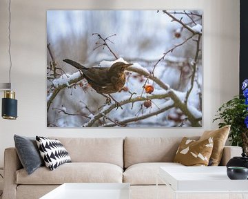 Merel op een besneeuwde appelboom van ManfredFotos