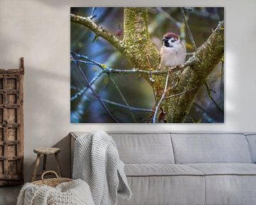 Field sparrow on a tree by ManfredFotos