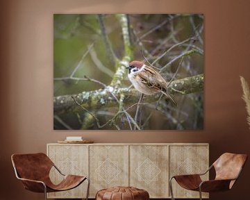 Field sparrow on a tree by ManfredFotos