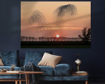 Starling swarms against setting sun