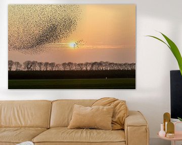 Starling swarms against setting sun