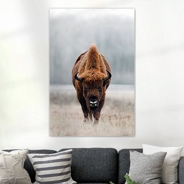 Wettstarren mit einem großen Wisent-Bullen