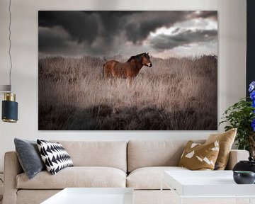Icelandic horse on the posbank by Kim van Beveren