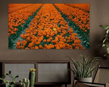 Oranje tulpenveld met één geel, Noordwijk van Yanuschka Fotografie | Noordwijk