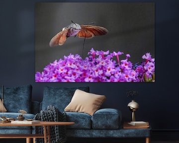 Kolibri-Schmetterling (Macroglossum stellatarum)