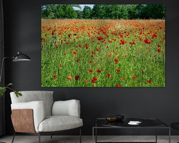 Champ de coquelicots près d'Eindhoven sur Michelle Peeters