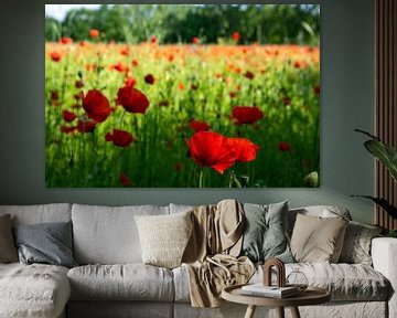 Champ de coquelicots près d'Eindhoven