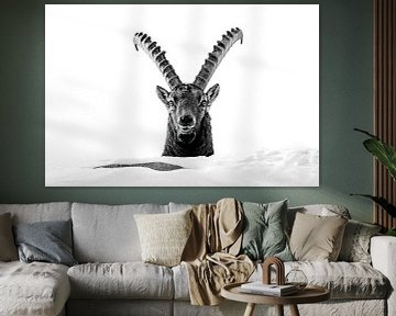 Portrait ibex by Sam Mannaerts
