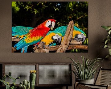 Drie papegaaien van Jan Schneckenhaus