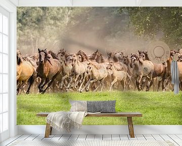 Herd of Duelmen ponies with foals running by Katho Menden