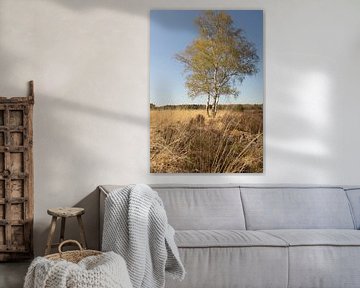 Birch on the heath by Janneke Wiersma