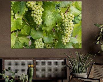 Chardonnay Wine grapes by Daan Kloeg