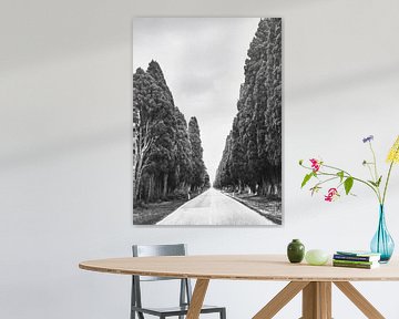 Cypress Avenue Bolgheri Tuscany by Frank Andree