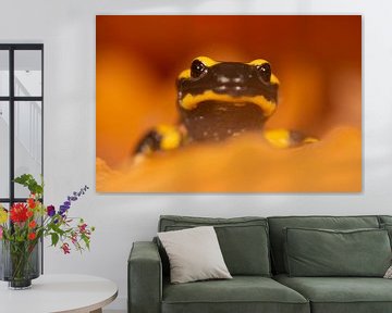 Fire salamander by Douwe Schut