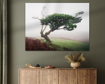 Tree in the Fanal Forest in Madeira. by Roman Robroek - Photos of Abandoned Buildings