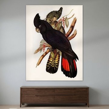 Kaketoes met een rustige neutrale achtergrond