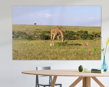 Magnifique girafe dans la nature sauvage d'Afrique sur MPfoto71