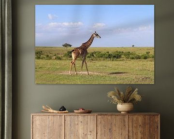 Beautiful giraffe in the wild of Africa by MPfoto71