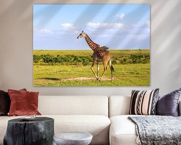 Magnifique girafe dans la nature sauvage d'Afrique sur MPfoto71