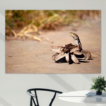 Muurhagedis verbergt zich achter dennenappel