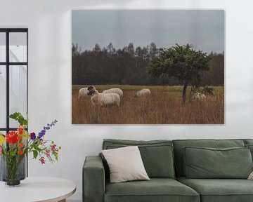 heide schapen van snippephotography