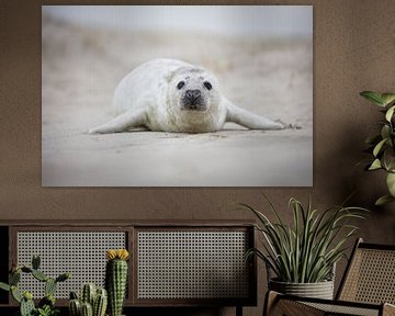 mooie zeehonden pup op het strand van PIX on the wall