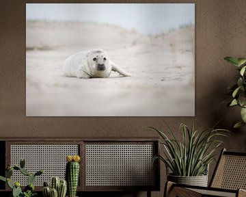 mooie zeehonden pup op het strand van PIX on the wall