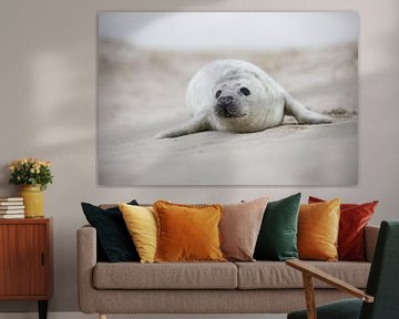 mooie zeehonden pup op het strand van PIX on the wall