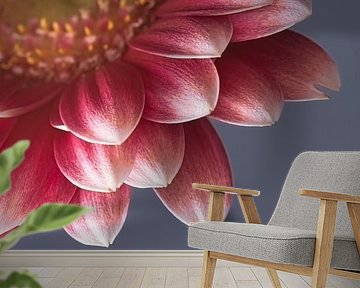 Pink Gerbera and grey-blue background by Marjolijn van den Berg