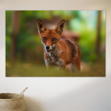 Rotfuchs steht im Frühling in einem grünen Wald