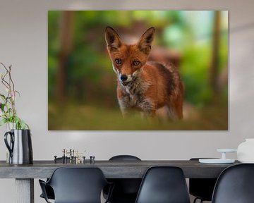 Le renard roux se tient dans une forêt verte au printemps sur Mario Plechaty Photography