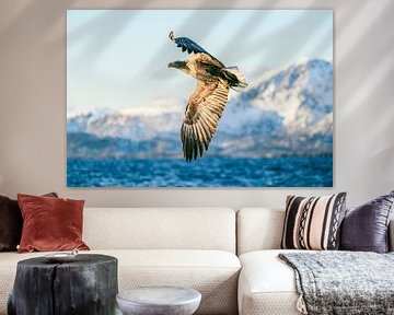 White-tailed eagle flying over a fjord in Norway during winter