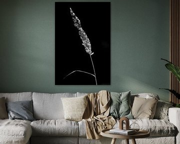 Gedroogde plant op zwarte achtergrond van Yanuschka Fotografie | Noordwijk