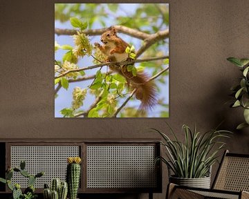 Eekhoorn die iepenboomzaden eet van Katho Menden