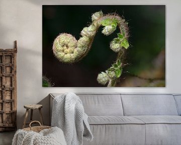 Lente by Gino Husson