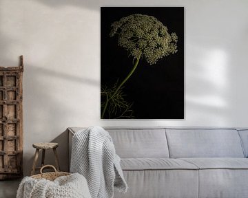 Wilde peen - witte bloem tegen donkere achtergrond van Studio byMarije