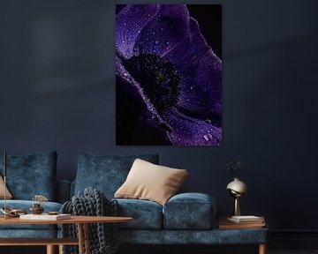 Tautropfen - Nahaufnahme einer violetten Annemone-Blüte von Misty Melodies