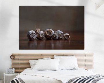 Modern still life with dried poppy seed pods by John van de Gazelle fotografie