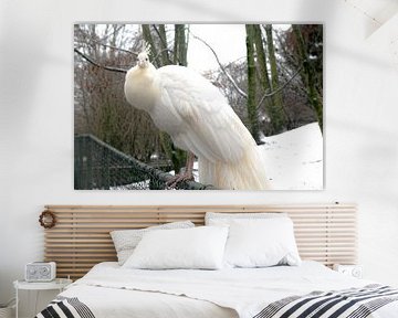 Witte pauw van Saskia De West - Berk