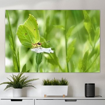 Papillons citrons dans le jardin